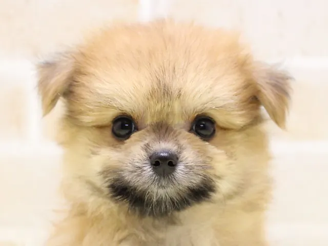 神奈川県のハーフ犬・ミックス犬 (ペッツワン三浦店/2025年6月16日生まれ/女の子/オレンジ)の子犬